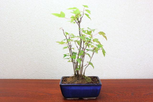 カエデ,苔,苔玉,ミニ盆栽,盆栽通販,
