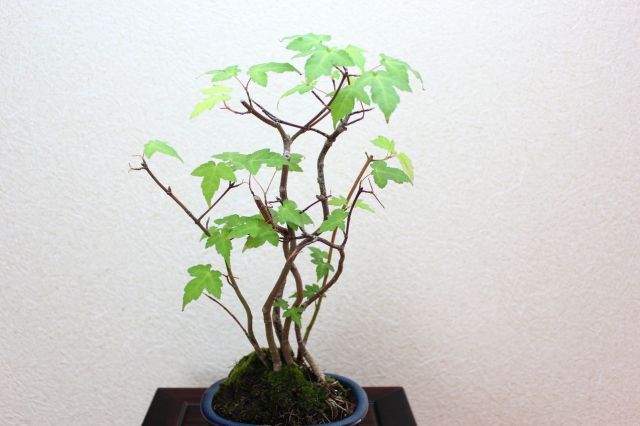 カエデ,苔,苔玉,ミニ盆栽,盆栽通販,