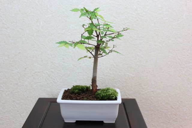 ケヤキ,苔,苔玉,ミニ盆栽,盆栽通販,