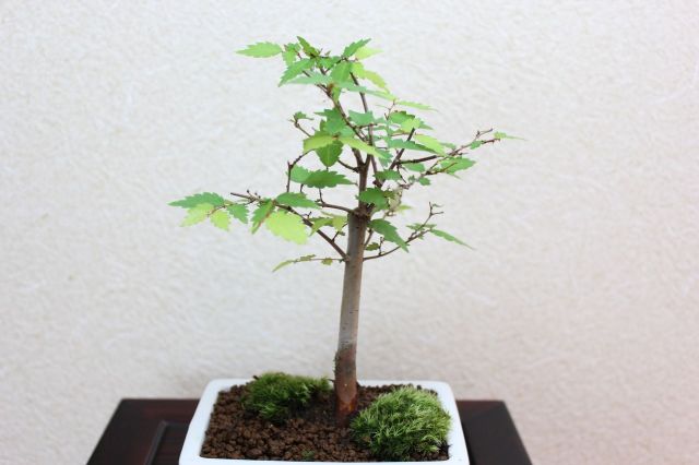 ケヤキ,苔,苔玉,ミニ盆栽,盆栽通販,
