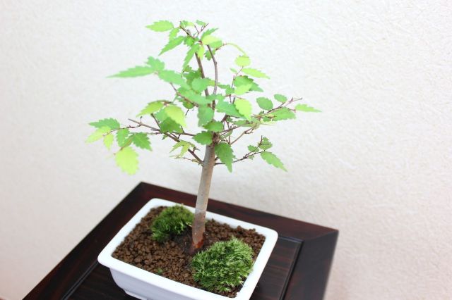 ケヤキ,苔,苔玉,ミニ盆栽,盆栽通販,