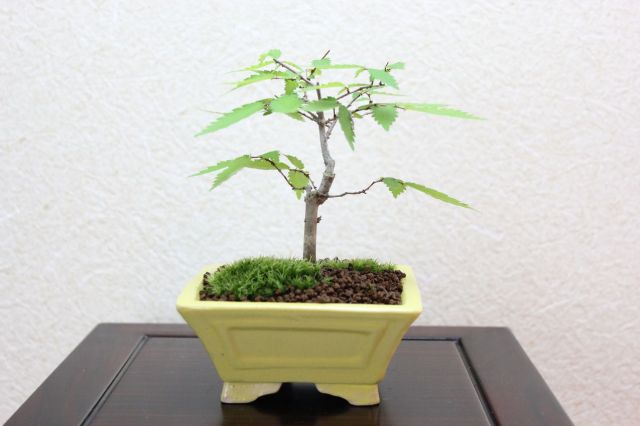 ケヤキ,苔,苔玉,ミニ盆栽,盆栽通販,