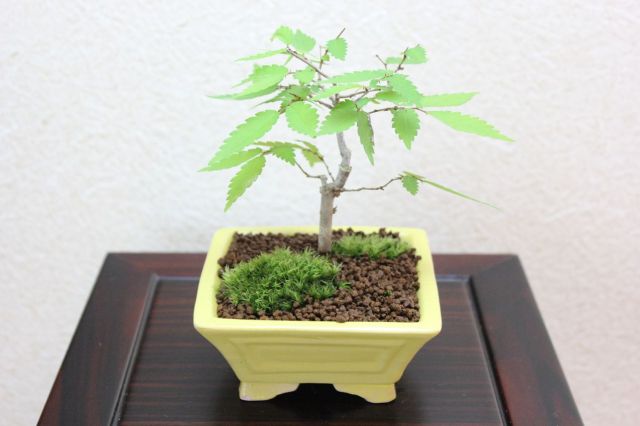 ケヤキ,苔,苔玉,ミニ盆栽,盆栽通販,