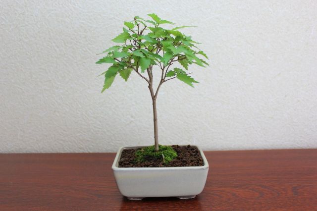 ケヤキ,苔,苔玉,ミニ盆栽,盆栽通販,