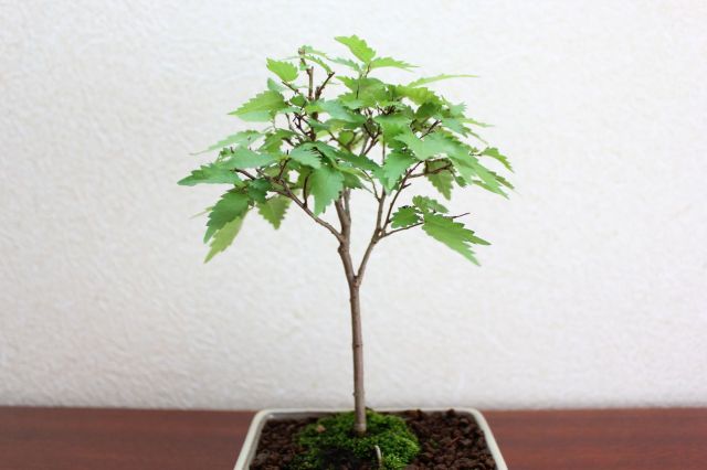 ケヤキ,苔,苔玉,ミニ盆栽,盆栽通販,