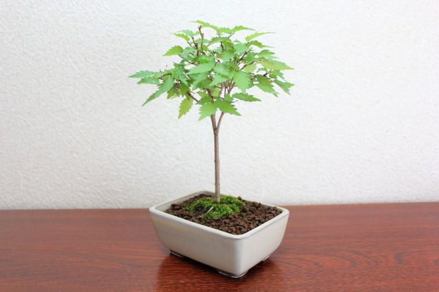 ケヤキ,苔,苔玉,ミニ盆栽,盆栽通販,