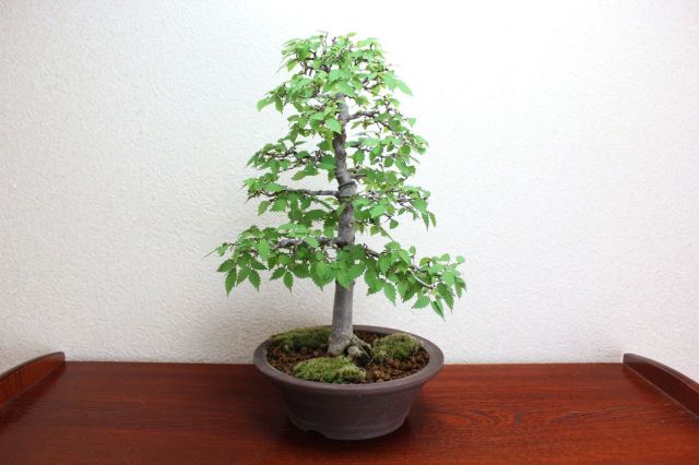 ケヤキ,苔,苔玉,ミニ盆栽,盆栽通販,