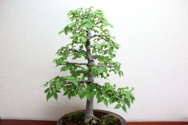 ケヤキ,苔,苔玉,ミニ盆栽,盆栽通販,