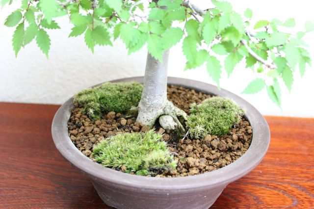 ケヤキ,苔,苔玉,ミニ盆栽,盆栽通販,