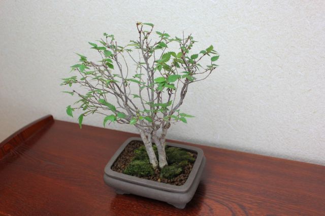 ケヤキ,苔,苔玉,ミニ盆栽,盆栽通販,