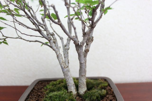 ケヤキ,苔,苔玉,ミニ盆栽,盆栽通販,
