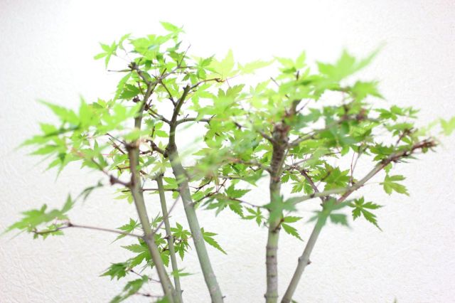イロハモミジ,苔,苔玉,ミニ盆栽,盆栽通販,
