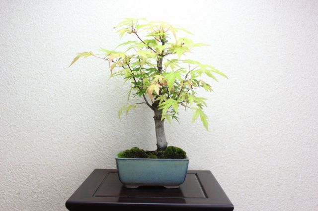 山モミジ,苔,苔玉,ミニ盆栽,盆栽通販,