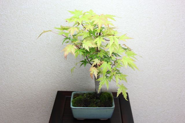 山モミジ,苔,苔玉,ミニ盆栽,盆栽通販,