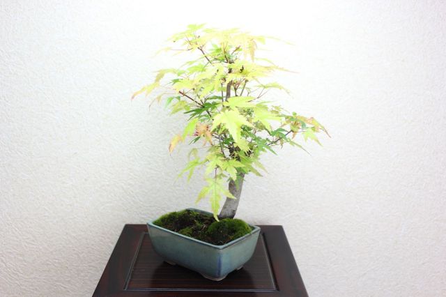 山モミジ,苔,苔玉,ミニ盆栽,盆栽通販,