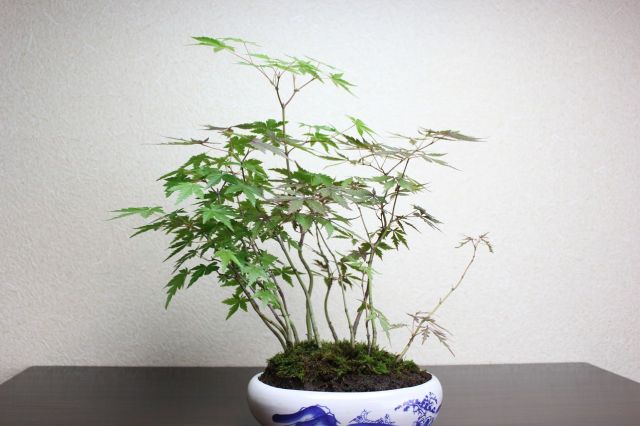 モミジ寄せ植え,苔,苔玉,ミニ盆栽,盆栽通販,