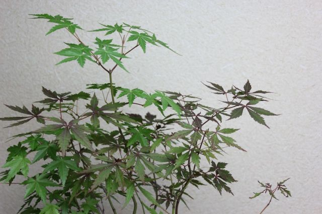 モミジ寄せ植え,苔,苔玉,ミニ盆栽,盆栽通販,