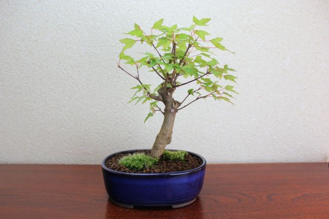 小型盆栽 苔　盆栽　盆栽鉢　かえで カエデ
