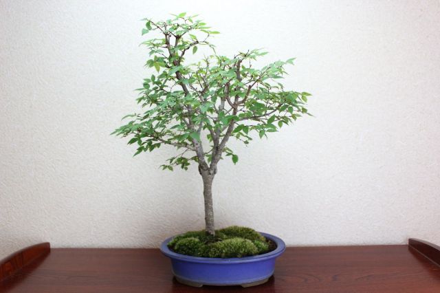 ケヤキ,苔,苔玉,ミニ盆栽,盆栽通販,