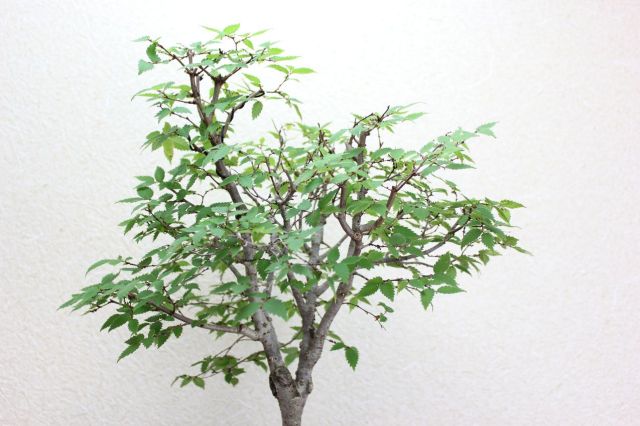 ケヤキ,苔,苔玉,ミニ盆栽,盆栽通販,