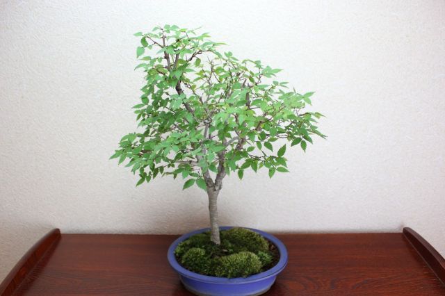 ケヤキ,苔,苔玉,ミニ盆栽,盆栽通販,