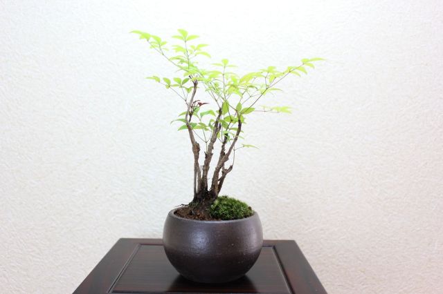 南天,苔,苔玉,ミニ盆栽,盆栽通販,
