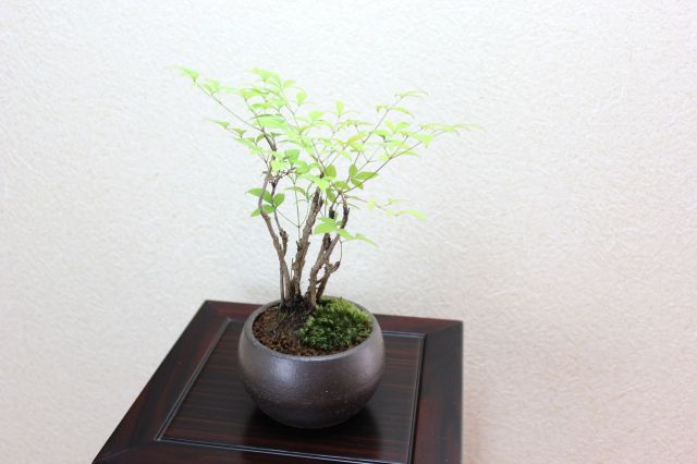 南天,苔,苔玉,ミニ盆栽,盆栽通販,