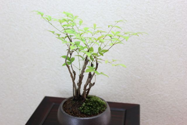 南天,苔,苔玉,ミニ盆栽,盆栽通販,