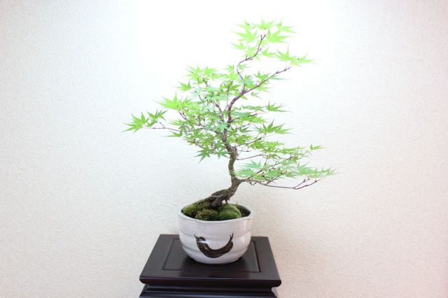 荒皮性モミジ,苔,苔玉,ミニ盆栽,盆栽通販,