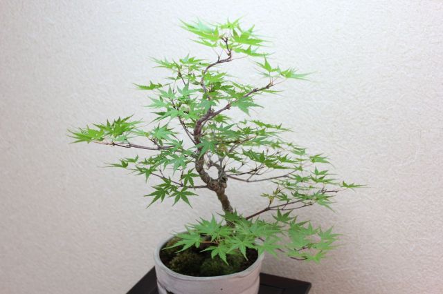 荒皮性モミジ,苔,苔玉,ミニ盆栽,盆栽通販,