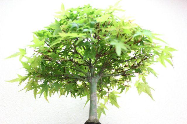 清姫紅葉！ 清姫もみじの盆栽を販売｜盆栽妙 – 盆栽妙 本店