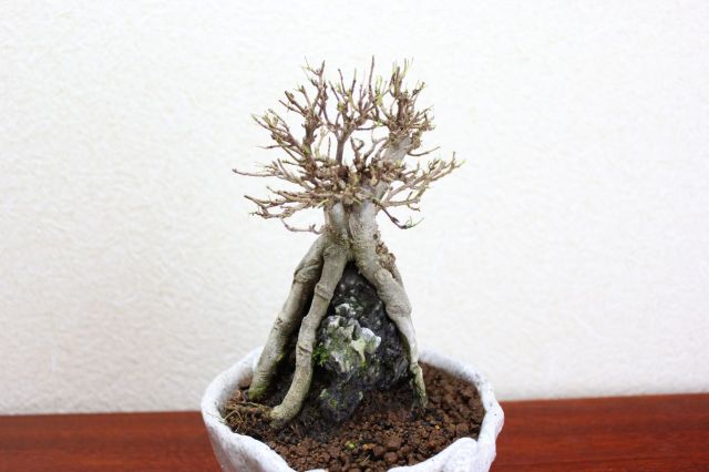 カエデ,苔,苔玉,ミニ盆栽,盆栽通販,
