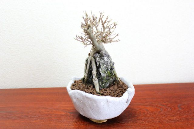 カエデ,苔,苔玉,ミニ盆栽,盆栽通販,