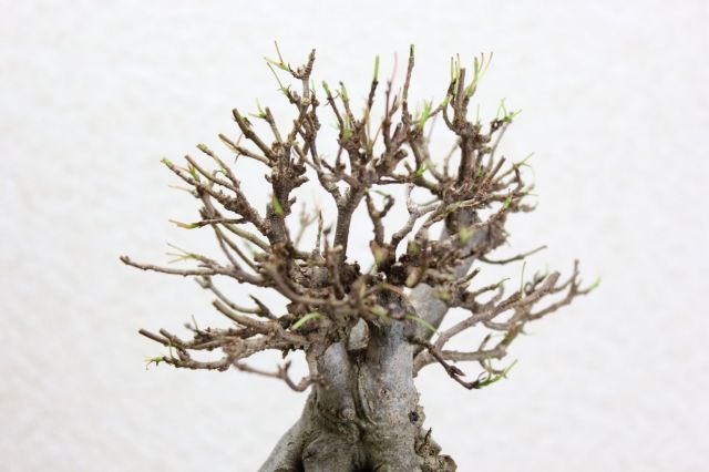 カエデ,苔,苔玉,ミニ盆栽,盆栽通販,