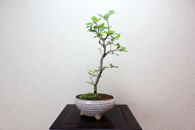 イワシデ盆栽 岩四手