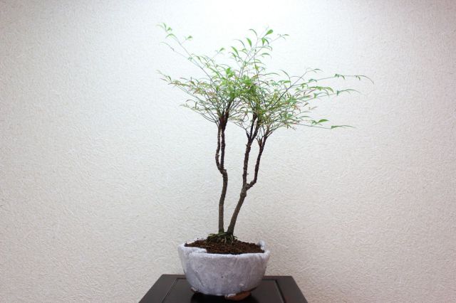 錦糸南天,苔,苔玉,ミニ盆栽,盆栽通販,