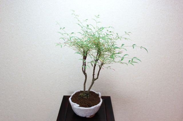 錦糸南天,苔,苔玉,ミニ盆栽,盆栽通販,