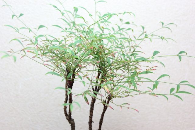錦糸南天,苔,苔玉,ミニ盆栽,盆栽通販,