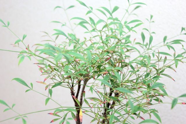 錦糸南天,苔,苔玉,ミニ盆栽,盆栽通販,