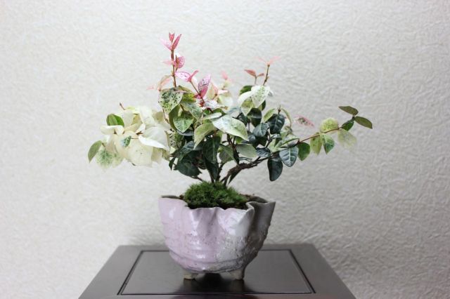 初雪カズラ,苔,苔玉,ミニ盆栽,盆栽通販,