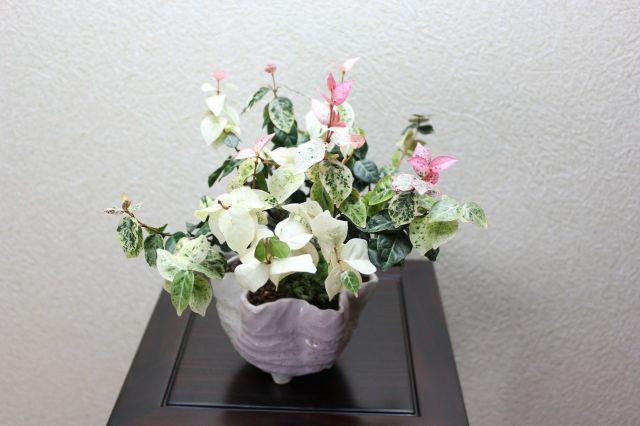 初雪カズラ,苔,苔玉,ミニ盆栽,盆栽通販,