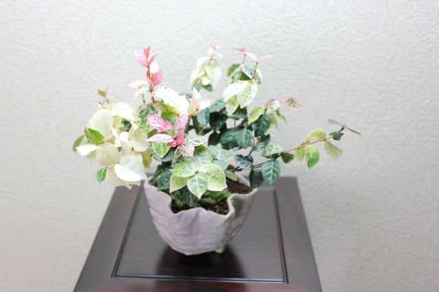初雪カズラ,苔,苔玉,ミニ盆栽,盆栽通販,