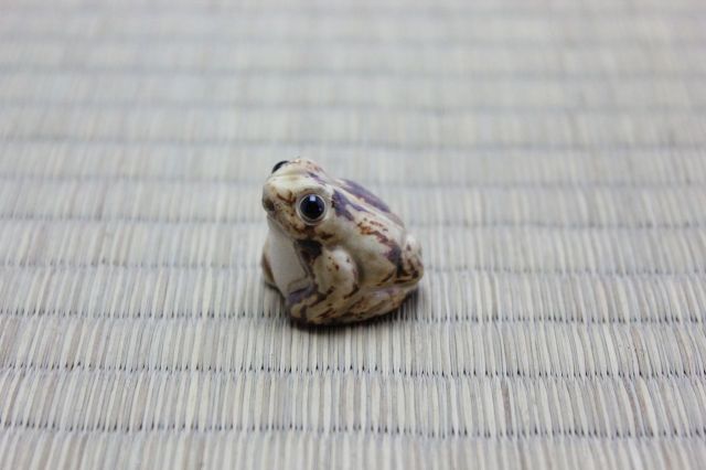 マン盆栽,盆栽ジオラマ,盆栽フィギュア,ミニ盆栽,苔玉