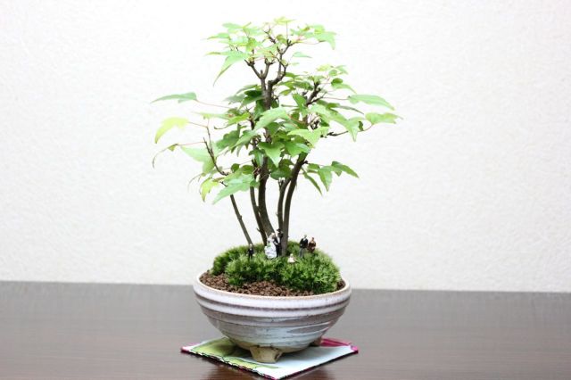 マン盆栽,盆栽ジオラマ,盆栽フィギュア,ミニ盆栽,苔玉