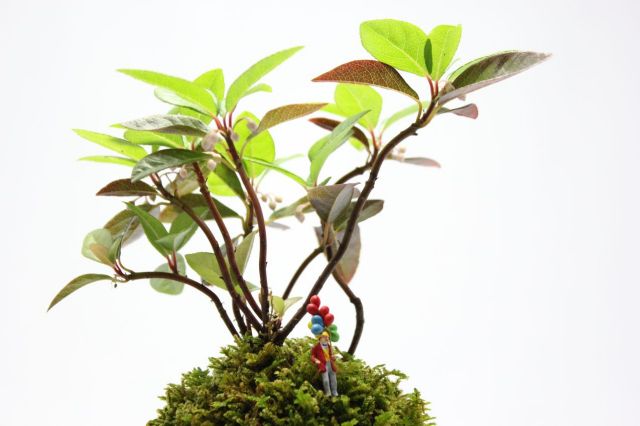 マン盆栽,盆栽ジオラマ,盆栽フィギュア,ミニ盆栽,苔玉
