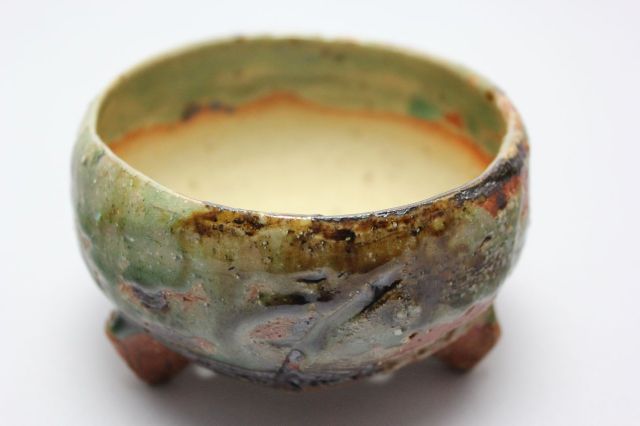 和田桂子作,ヴィーナス・クレッセントビーム,4号,ミニ盆栽,植木鉢