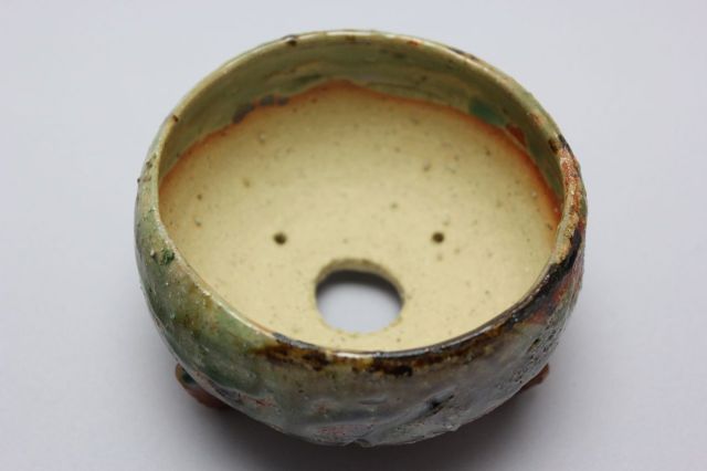 和田桂子作,ヴィーナス・クレッセントビーム,4号,ミニ盆栽,植木鉢