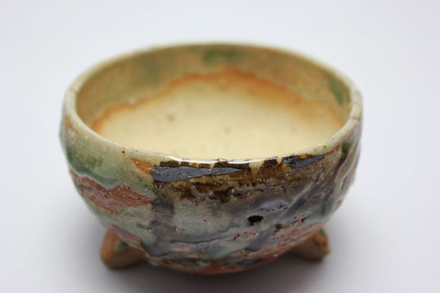 和田桂子作,ヴィーナス・クレッセントビームシャワー,4号,ミニ盆栽,植木鉢