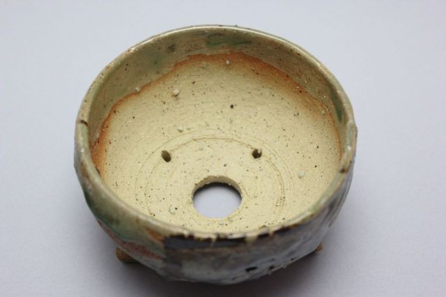 和田桂子作,ヴィーナス・クレッセントビームシャワー,4号,ミニ盆栽,植木鉢
