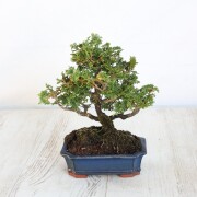 津山檜 小品盆栽